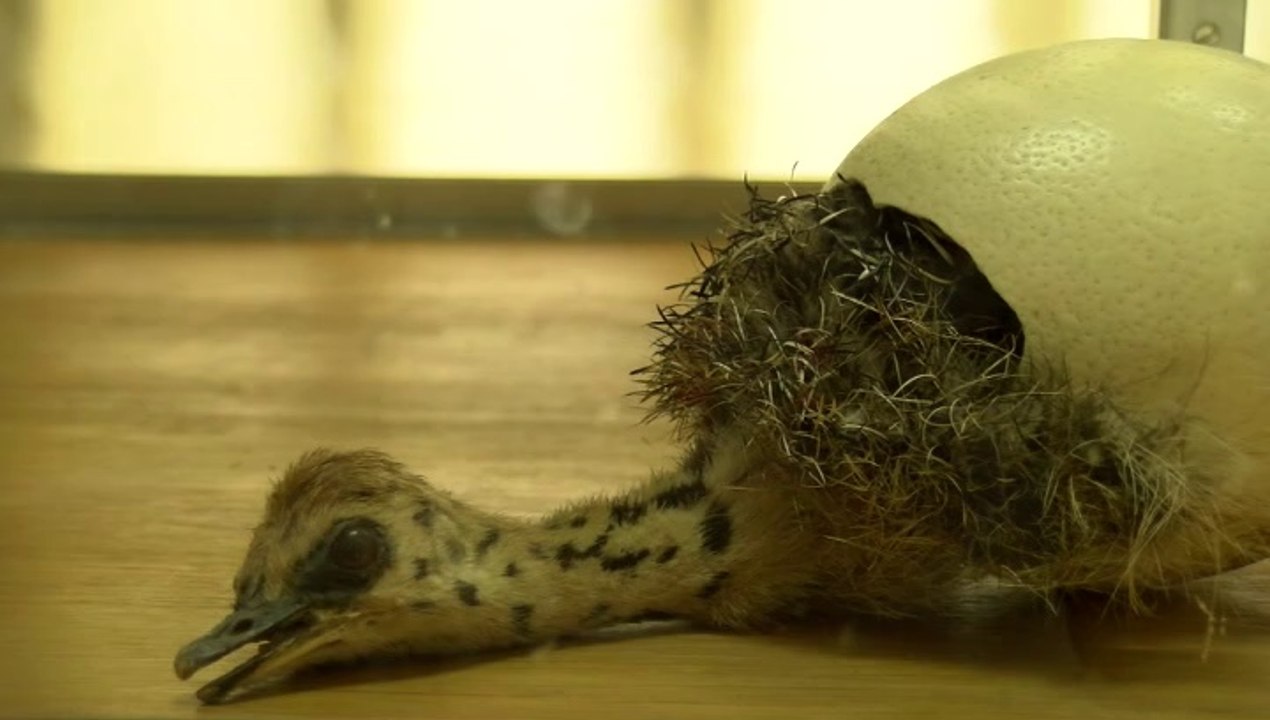 Des yeux dans la nuit de Erik Chevalier, Roxane Balcerek, Jean-François Causeret, Robin Ducroquet, Adrien Dutoit et Davy Rigault avec Martin Granger et Adrien Dutoit, guitare et chant Carlosk - Fiction - 2017 - 6 mn