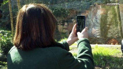 شاهد: أول ظهور لأنثى نمر صغيرة وُلدت في حديقة روما "بيو بارك" للحيوانات