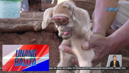 Bagong silang na kambing, magkadikit ang 2 mata at tila walang bibig | UB