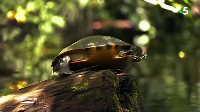 Le dernier jour des dinosaures Streaming VF - FanStream