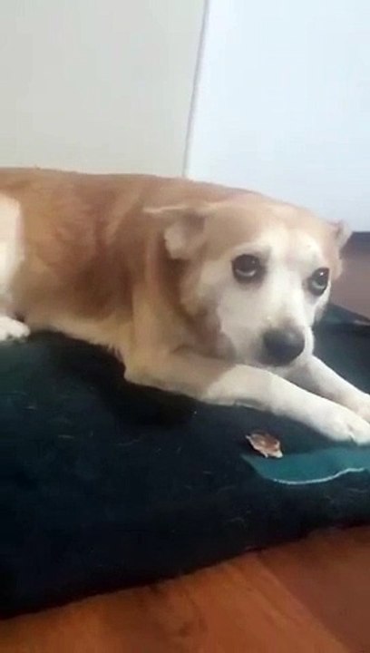 Cute dog 