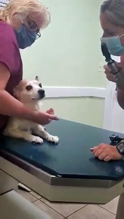 Cute dog 