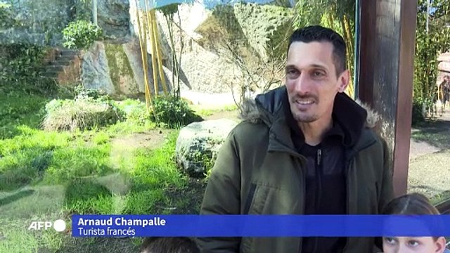 Kala, tigresa de Sumatra nacida en cautiverio, es presentada al público en Roma