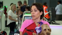 Virgin Australia announces small dogs and cats to be allowed in cabin on domestic flights