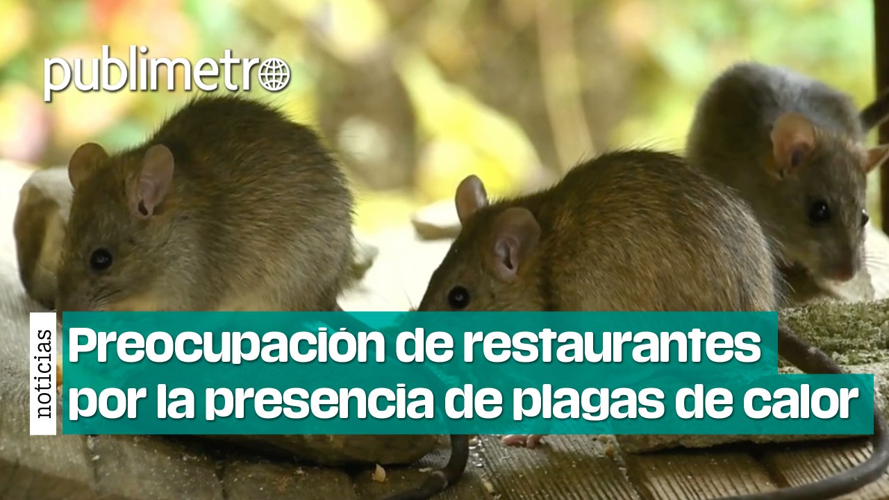 Preocupación de restaurantes, cocinas y almacenes por la presencia de plagas en temporada de calor