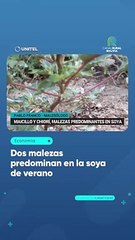 Dos malezas predominan en la soya de verano