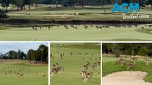 Kangaroo stampede hops through Aussie golf course