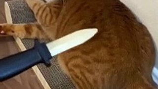 The end  #funny #viral #shorts #pets #petsfriendships