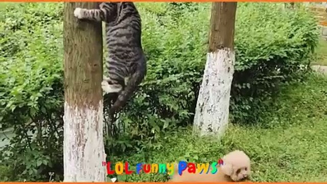 Funniest Animals New Funny Cats and Dogs Videos #50 - LOL Funny Paws