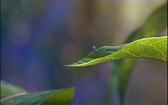 1001 Pattes Bande-annonce (EN)