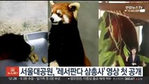 서울대공원, '레서판다 삼총사' 영상 첫 공개