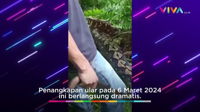Warga Sulawesi Tenggara Belah Perut Ular 7 Meter, Isinya...