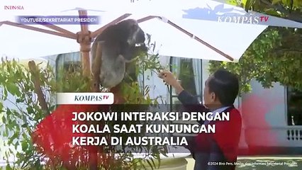 Momen Jokowi Interaksi dengan Koala saat Kunjungan Kerja di Australia