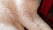 tamad na pusa
