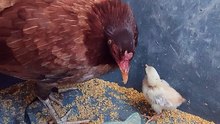 Mother and baby Chikchik