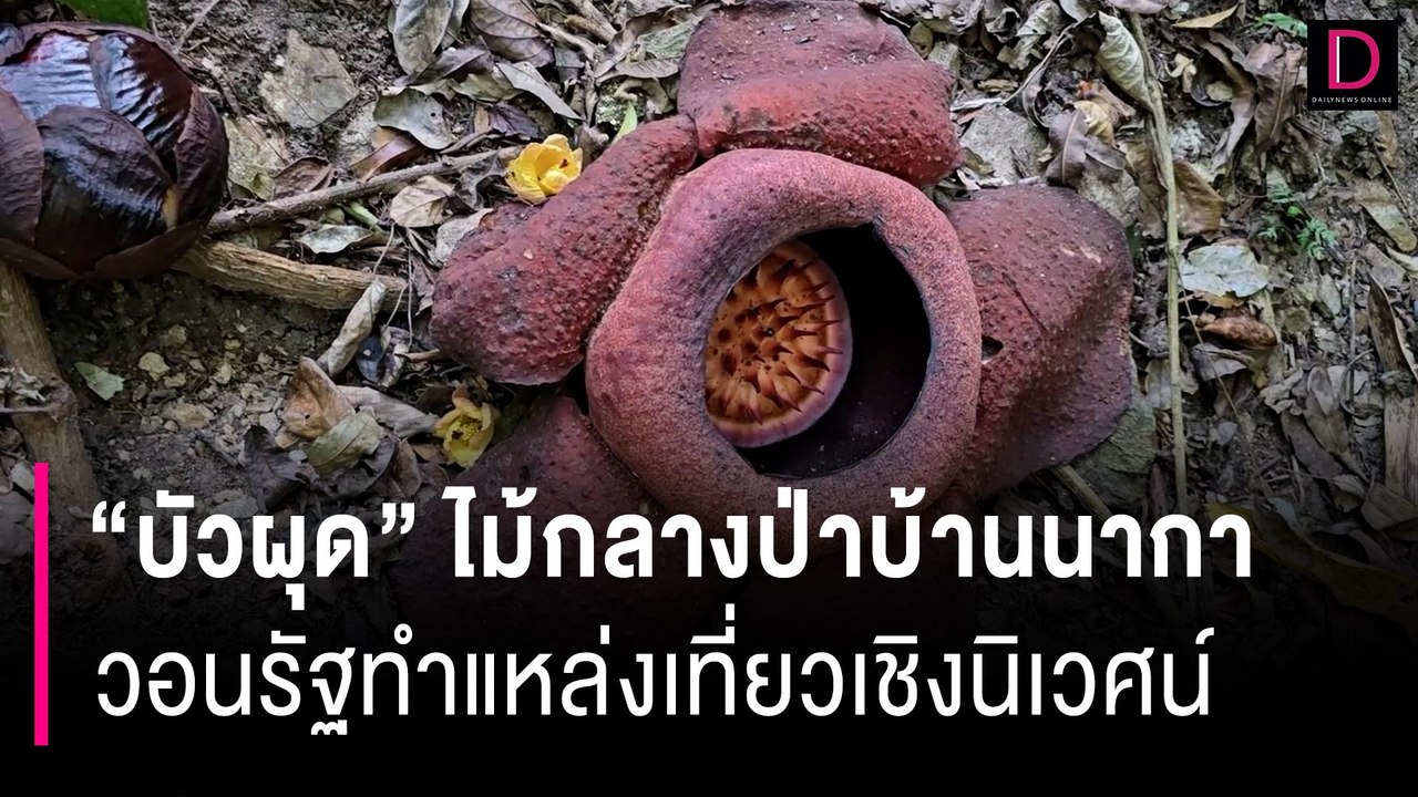 ชม "บัวผุด" ไม้กลางป่าบ้านนากา-ยะลา วอนรัฐทำแหล่งเที่ยวเชิงนิเวศน์ | HOTSHOT เดลินิวส์ 08/03/67