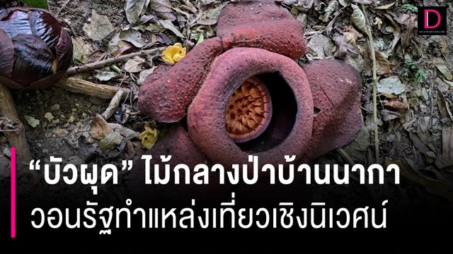 ชม บัวผุด ไม้กลางป่าบ้านนากา-ยะลา วอนรัฐทำแหล่งเที่ยวเชิงนิเวศน์ | HOTSHOT เดลินิวส์ 08/03/67