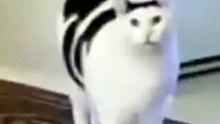 random cat