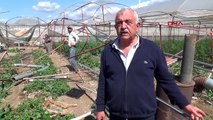 Antalyalı üreticiler hortumun yaralarını sarmaya çalışıyor