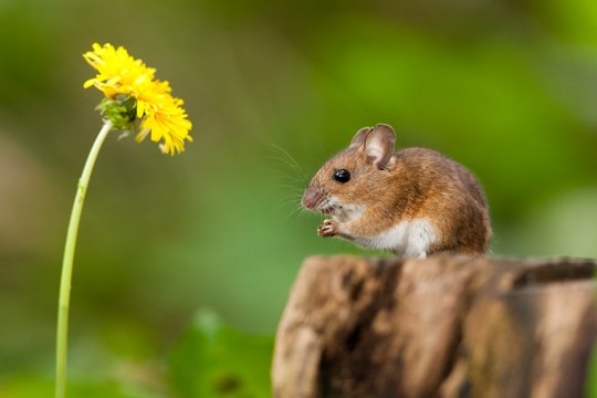 Les petits mammifères herbivores en Drôme