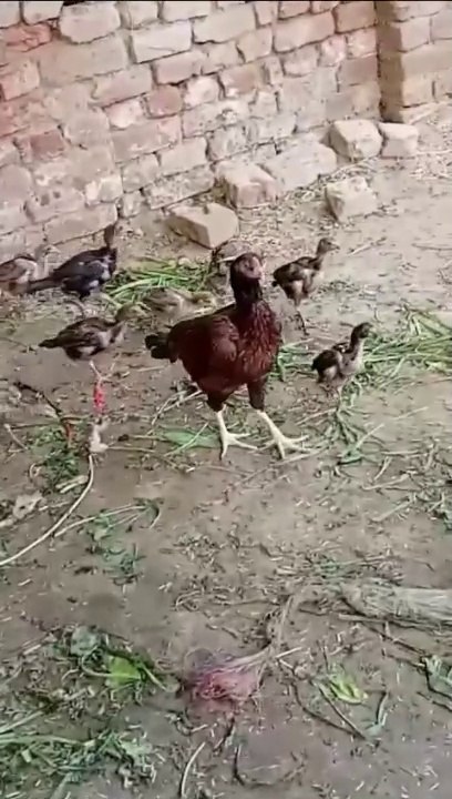 Aseel chicks with  mother || Rooster chicks #aseelroster #aseel #pureaseel