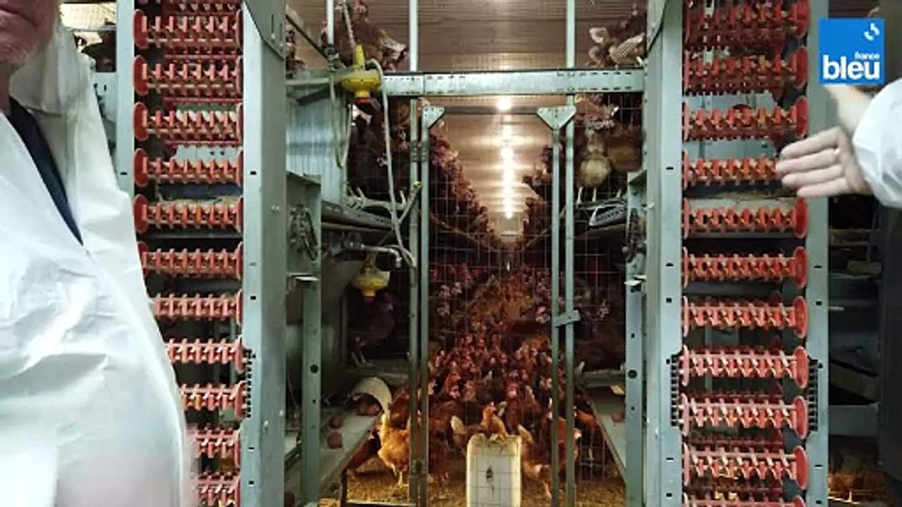 2/5 : les poules pondeuses de François Fischer au GAEC de la Bruche à Lingolsheim