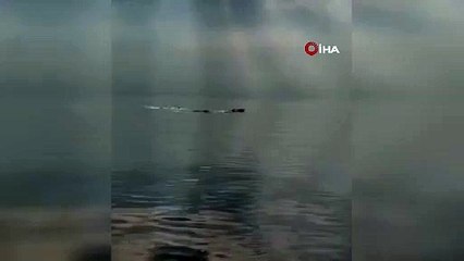 Bursa'da görüldü, kayıtlara geçti: Bir süre sonra gözden kayboldu!