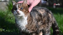 Âgée de 15 ans, la plus vieille chatte du refuge rêve de trouver une famille qui lui offrira le confort qu'elle mérite