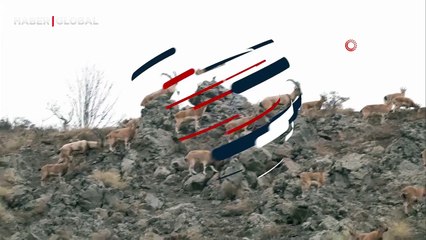 Bingöl'de sürü halde ortaya çıktılar!