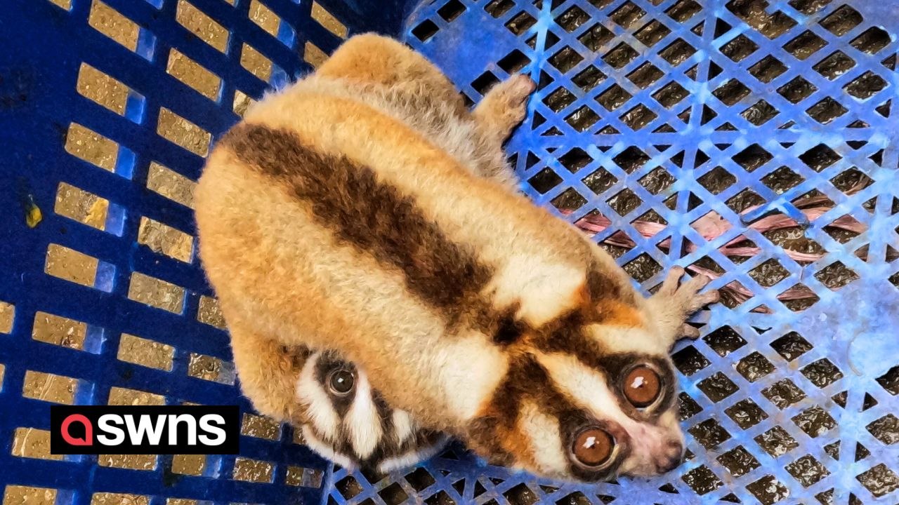 Adorable baby slow loris and her mum rescued af...