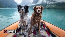 Rescue dogs travel Europe - climbing mountains in Norway, sailing across lakes in Switzerland and camping in the Italian countryside