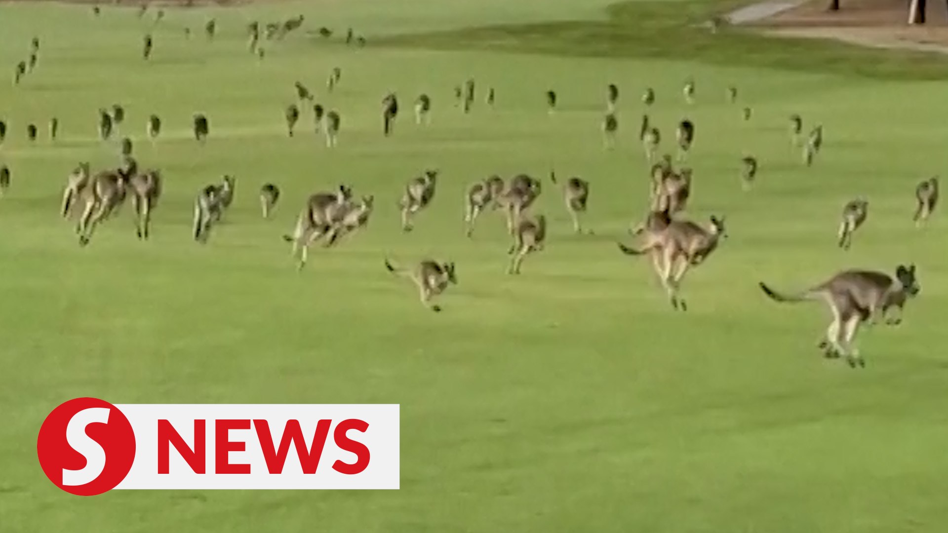 ⁣'It's a stampede!' Hundreds of kangaroos invade Australian golf course
