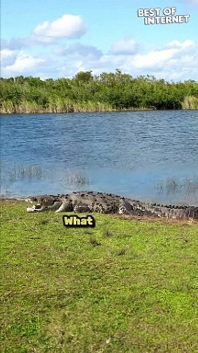 You Won't Believe Your Eyes | Filmer Encounters Croczilla in the Park!