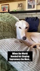 Pet's Incredible Howling Performance | Heartwarming Viral