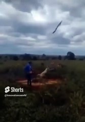 Revenge Of A Tree #shorts #shortsvideo #video #viral #innovationhub