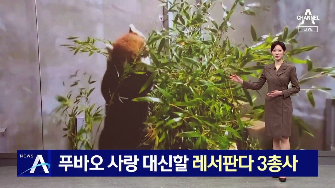 푸바오 사랑 대신할 레서판다 3총사 공개
