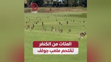 المئات من الكنغر تقتحم ملعب جولف