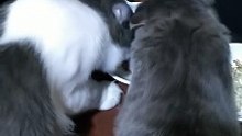 CreamO and Oreo❣️