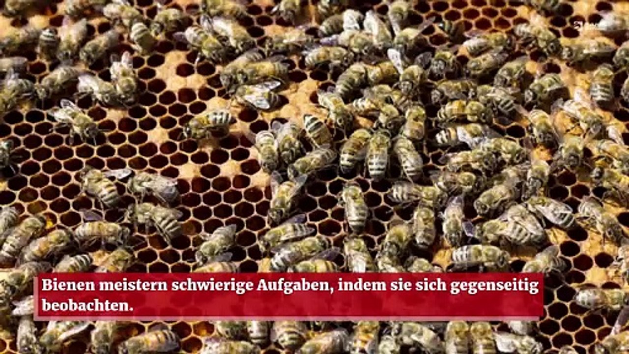Bienen lernen komplexe Aufgaben, indem sie sich gegenseitig beobachten