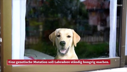 Labradore sind genetisch darauf ausgelegt, hungrig zu sein