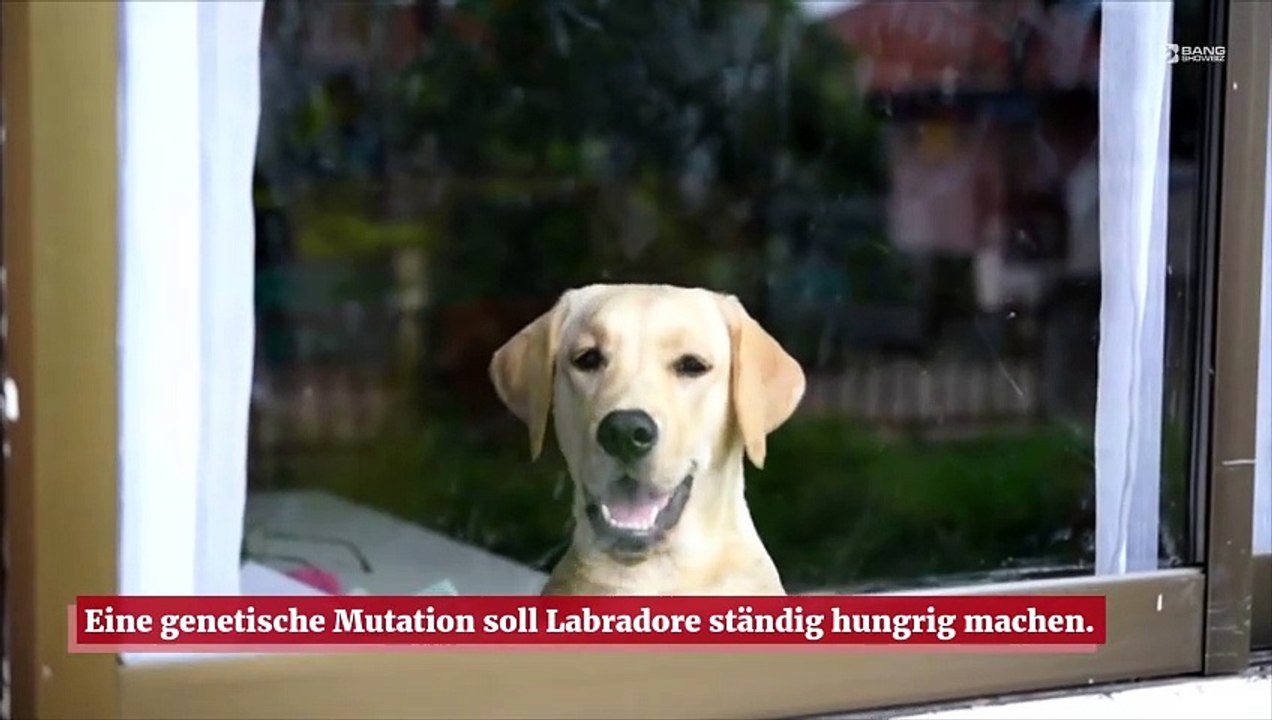 Labradore sind genetisch darauf ausgelegt, hungrig zu sein