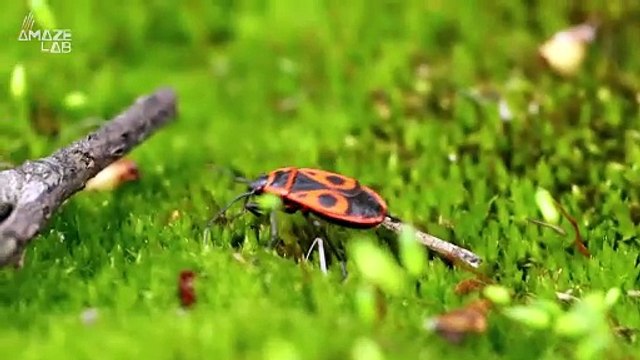 This Creature From the Chernobyl Exclusion Zone Seems Impervious to Radiation