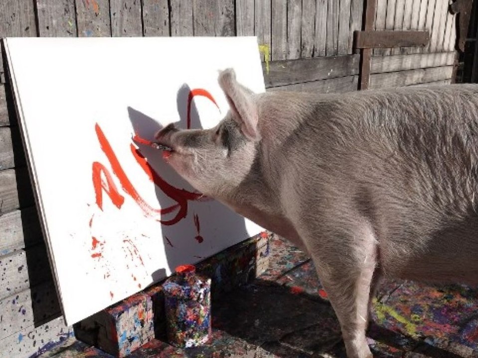 Weltberühmtes Künstlerschwein Pigcasso ist tot