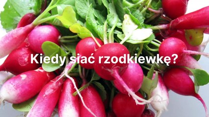 Kiedy i jak siać rzodkiewkę? Poradnik dla początkujących 🌱