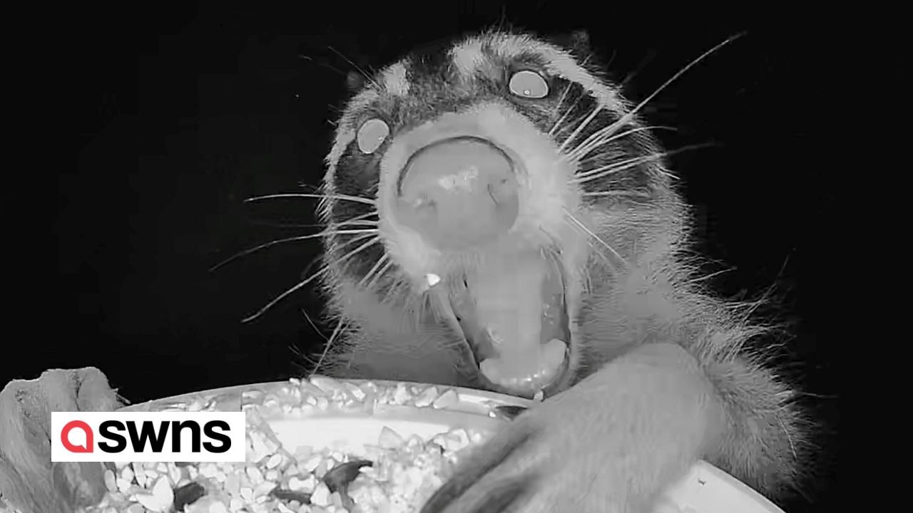 Vogelfütterer-Kamera fängt lustige Bilder von Tieren ein, die sich einen Mitternachtssnack holen
