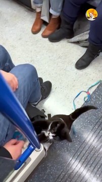 cat playing in train| cute cat playing