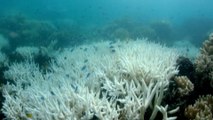 Australie : la Grande Barrière de Corail subit un nouvel épisode de « blanchissement massif »
