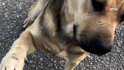 Shelter dogs bark, she looks outside and sees a desperate face looking in (video)