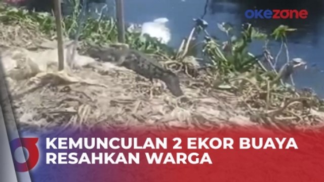 Kemunculan 2 Ekor Buaya Berukuran 2 Meter Resahkan Warga Bekasi, Jawa Barat