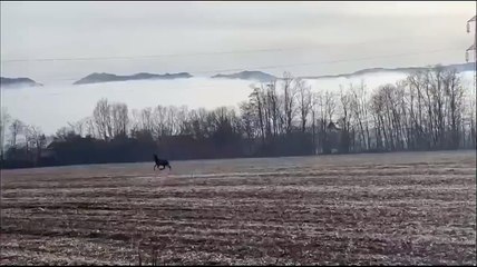 Video, l'impressionante salto di un cervo a Belluno